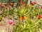 Blooming orange Fritillaria imperialis on bed