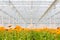 Blooming orange gerberas in a Dutch greenhouse