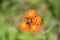 Blooming Orange Hawkweed Blossoms in the Summer