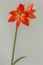 Blooming  orange hybr  Amaryllis Hippeastrum