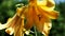 Blooming orange lilies in a private garden on a summer day