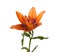 Blooming orange Lily Asiatic hybrids on a white background iso