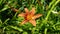 blooming orange lily top view on the grass