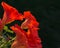 Blooming orange nasturtiums