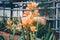 Blooming orange orchid in greenhouse. Cultivation of tropical plants in greenhouse.
