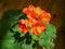 Blooming orange pelargonium zonale