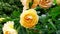 Blooming orange rose in the garden in the wind