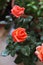 Blooming orange roses in the garden - spring flowers