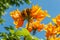 Blooming orange Spathodea Campanulata, or African tulip tree