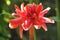 Blooming orange  Torch ginger flower in the garden