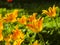 Blooming orange tulips backlighted afternoon with bokeh background, selective focus, shallow DOF