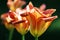 Blooming orange tulips, beauty filter