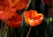 Blooming orange tulips in a garden