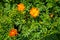 Blooming orange and yellow color Cosmos sulphureus among green l