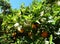 Blooming oranges garden in spring Spain