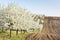 blooming orchard in spring with a field, Czech Republic