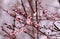 Blooming orchard tree in springtime. Japanese cherry â€“ Sakura tree blossom