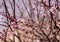 Blooming orchard tree in springtime. Japanese cherry â€“ Sakura tree blossom