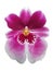 Blooming orchid miltonia flower on white background