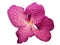 Blooming Orchid Vanda coerulea