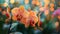 Blooming Orchids: A Colorful Display of Nature\\\'s Beauty