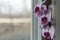 Blooming orchids, lilac, white and purple in a pot on the windowsill, behind a cloudy glass