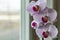 Blooming orchids, lilac, white and purple in a pot on the windowsill, behind a cloudy glass