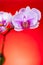 blooming orchids on a red background vertical composition