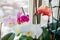 Blooming orchids. White, purple, pink, orange, red orchids blossom on window sill. Home flowers growth. Gardening