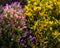 Blooming oregano herb, common centaury and tutsan