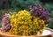 Blooming oregano herb, common centaury and tutsan