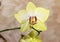 Blooming orhid flowers Phalaenopsis lemon colors blossoming