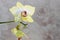 Blooming orhid flowers Phalaenopsis lemon colors blossoming