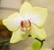 Blooming orhid flowers Phalaenopsis lemon colors blossoming