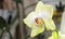 Blooming orhid flowers Phalaenopsis lemon colors blossoming