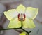 Blooming orhid flowers Phalaenopsis lemon colors blossoming