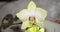 Blooming orhid flowers Phalaenopsis lemon colors blossoming