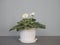 Blooming original white terry violet on a gray background.Botanical background with indoor plants