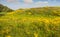 Blooming and overblown wild plants in summertime