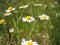 Blooming oxeye daisies in a field