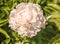 Blooming Paeonia lactiflora `Shirley`