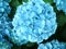 Blooming pale light blue hydrangea