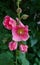 Blooming pale pink mallow. Beautiful delicate pink mallow flowers on a stalk