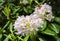 Blooming pale pink rhododendron after rain, Haaga Rhododendron Park, Helsiki, Finland