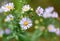 Blooming pale purple american aster, aster novae-angliae