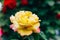 Blooming pale yellow rose in the garden