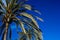 Blooming palm tree against  blue sky