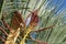 Blooming palm tree on blue sky background