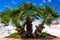 Blooming palm tree, exotic southern plant that grows in Spanish resort in park