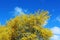 Blooming Palo Verde, Arizona state tree